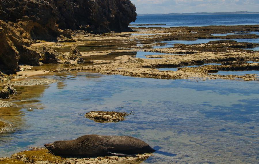 The Limestone Coast image